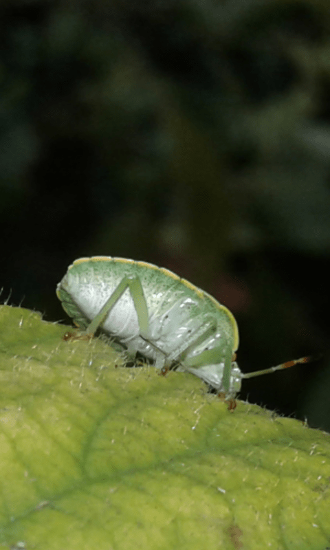 Pentatomidae : ninfa di Palomena prasina?